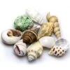 Sea Shells Set M HOBBY - Lot De 10 Coquillages Naturels