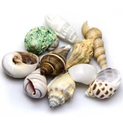 Sea Shells Set M HOBBY - Lot De 10 Coquillages Naturels