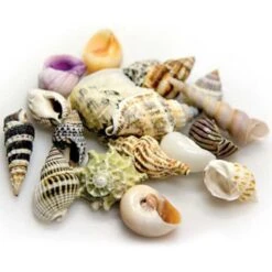 Sea Shells Set S HOBBY - Lot De 20 Coquillages Naturels