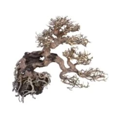 Bonsaï Legno Oriental Wind 7 MD - 25 Cm AMTRA