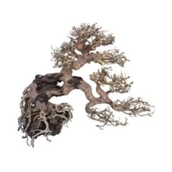 Bonsaï Legno Oriental Wind 7 SM - 20 Cm AMTRA