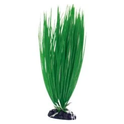 Plante Artificielle Acorus AMTRA