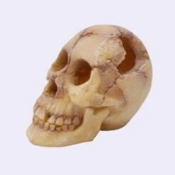 Tête De Mort Skull - 18 Cm